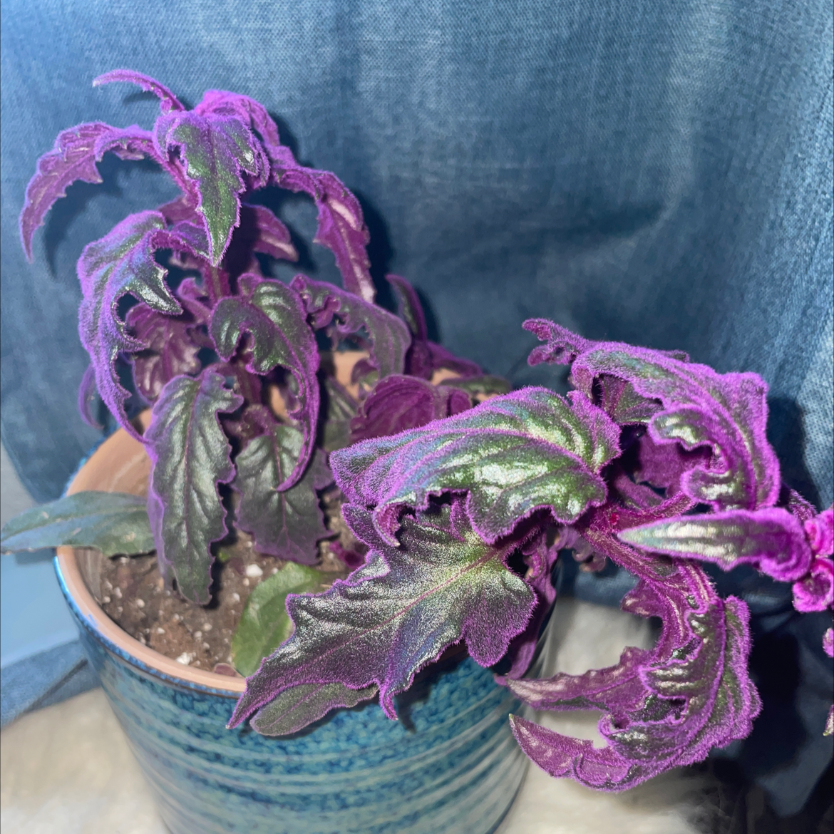 Photo of the plant species Purple Velvet Plant by @Chronically.stoned.blondie named Sally on Greg, the plant care app