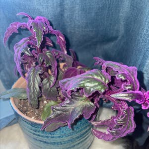 Purple Velvet Plant plant photo by Chronically.stoned.blondie named Sally on Greg, the plant care app.