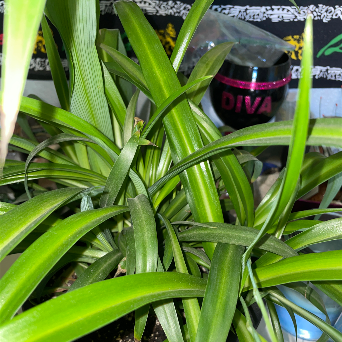 Spider Plant plant photo by @Chronically.stoned.blondie named Sprout on Greg, the plant care app.