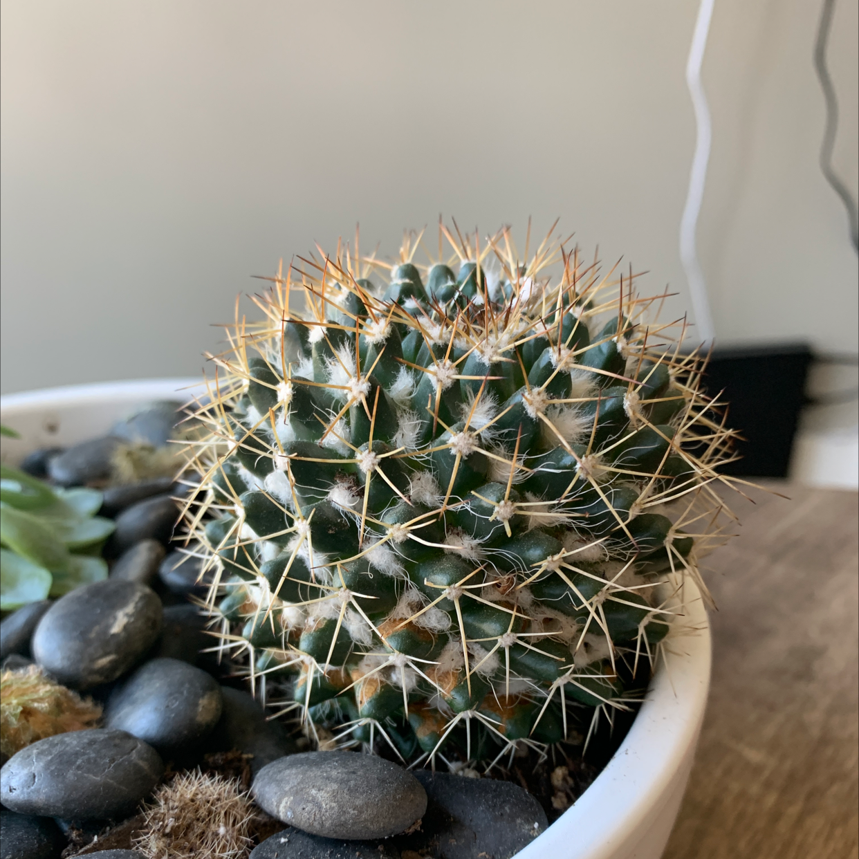 Mexican Pincushion cactus in a white pot with black stones, appears healthy.