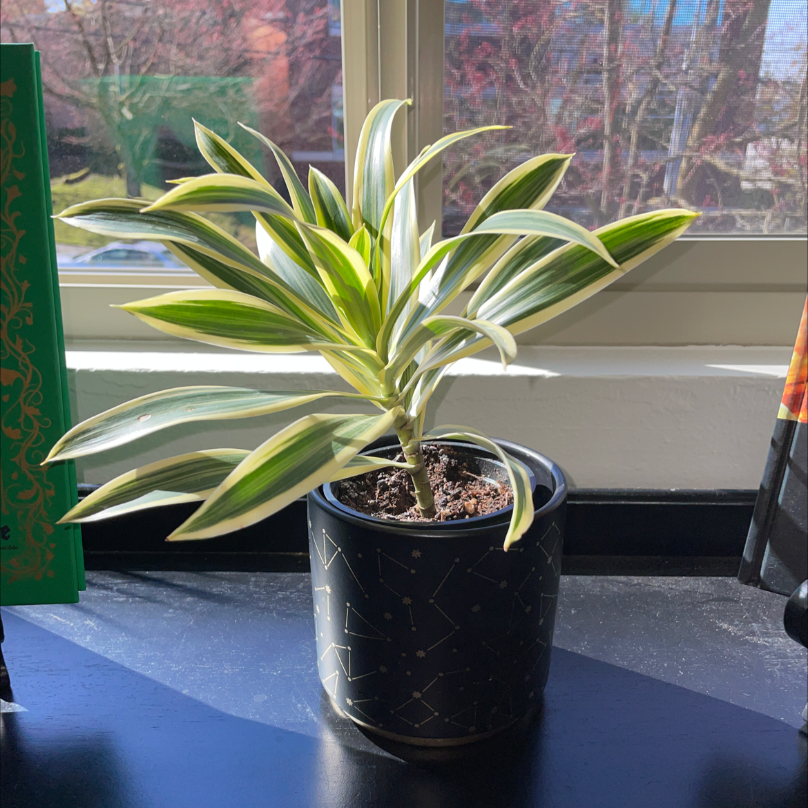 Photo of the plant species Song of India by @neon_kobold named Pippin on Greg, the plant care app