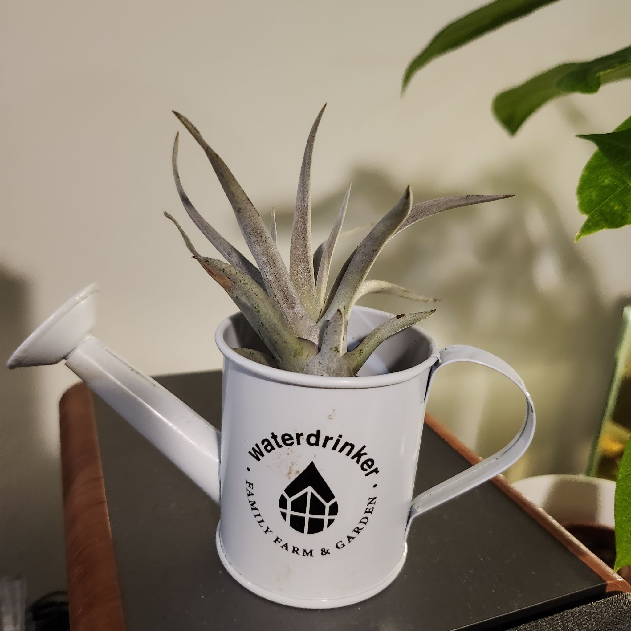 Photo of the plant species Air plant by @jrgnzls named Mayo on Greg, the plant care app