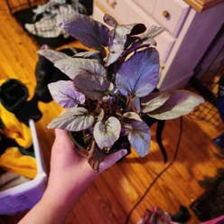 Silver Limbo Begonia plant