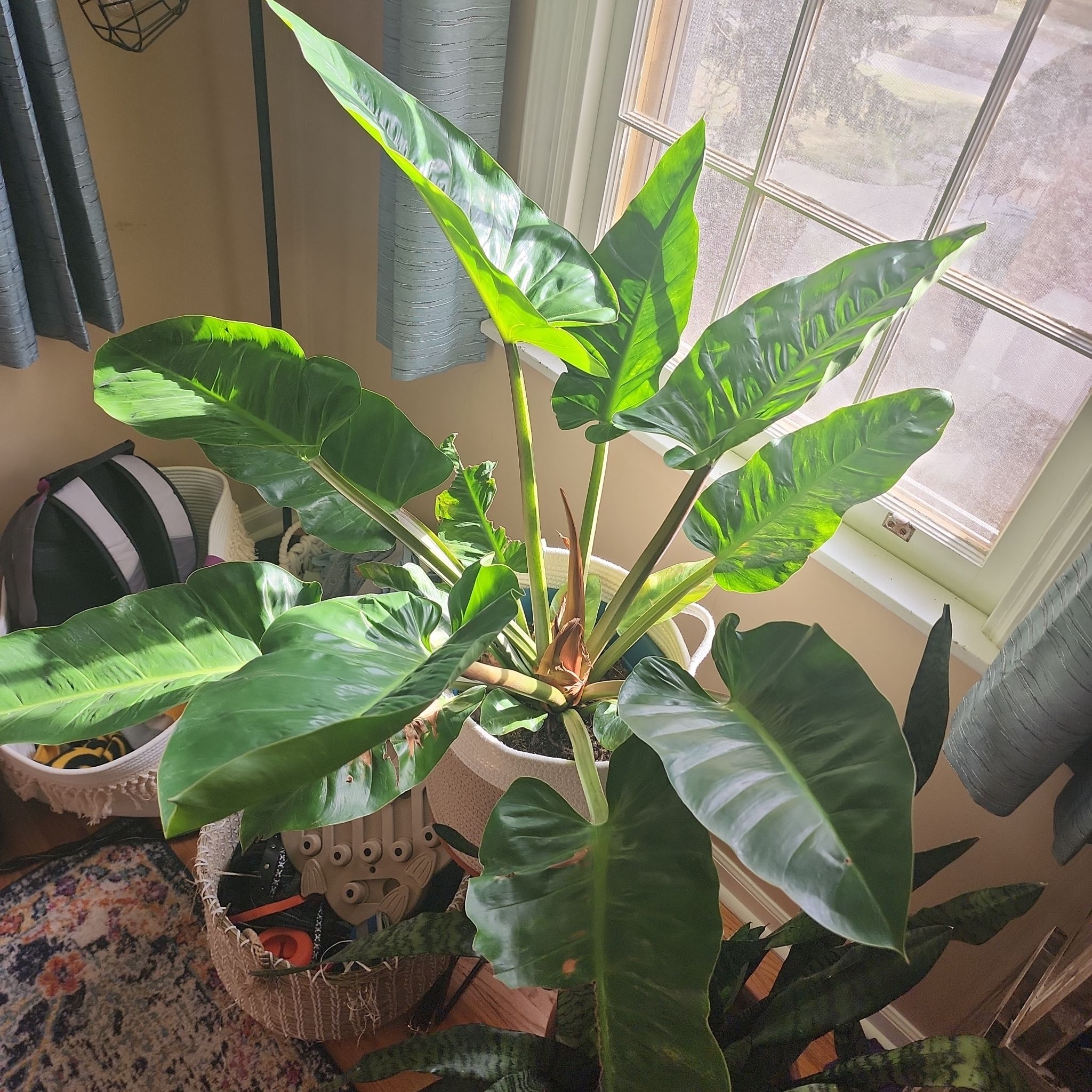 Philodendron Golden Melinonii plant near a window with vibrant green leaves.