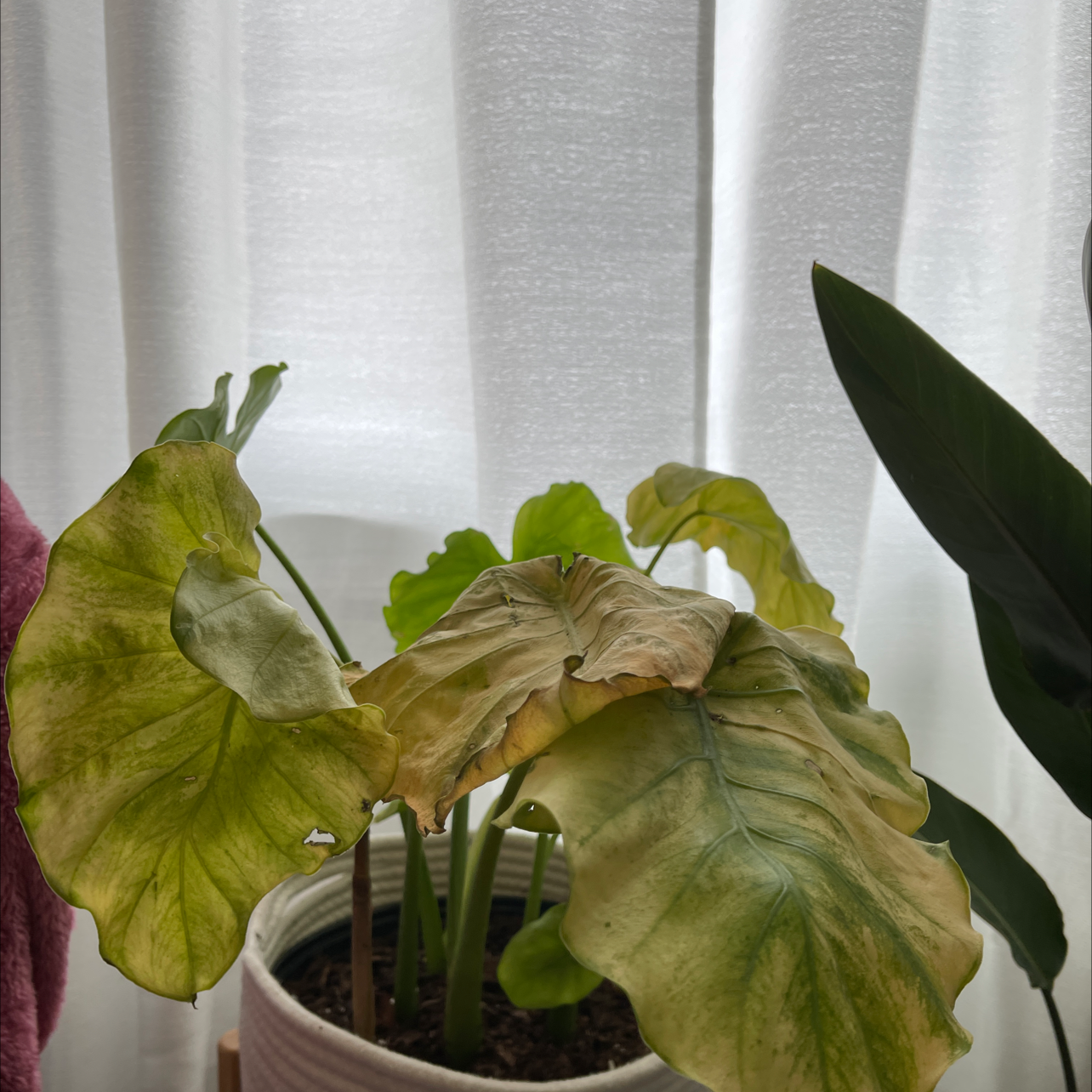 Alocasia nebula 'Imperialis' with yellowing and browning leaves in a pot indoors.