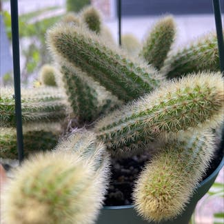 Monkey Tail Cactus plant in Denver, Colorado