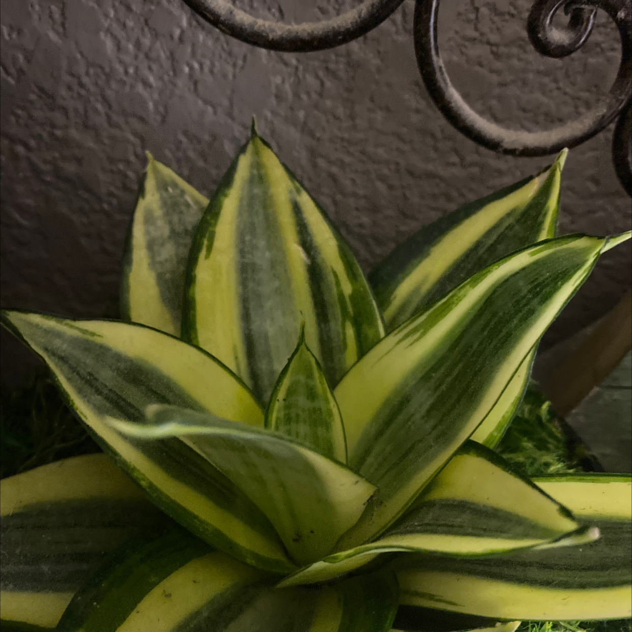 Bird's Nest Snake Plant with variegated leaves, healthy and well-formed.