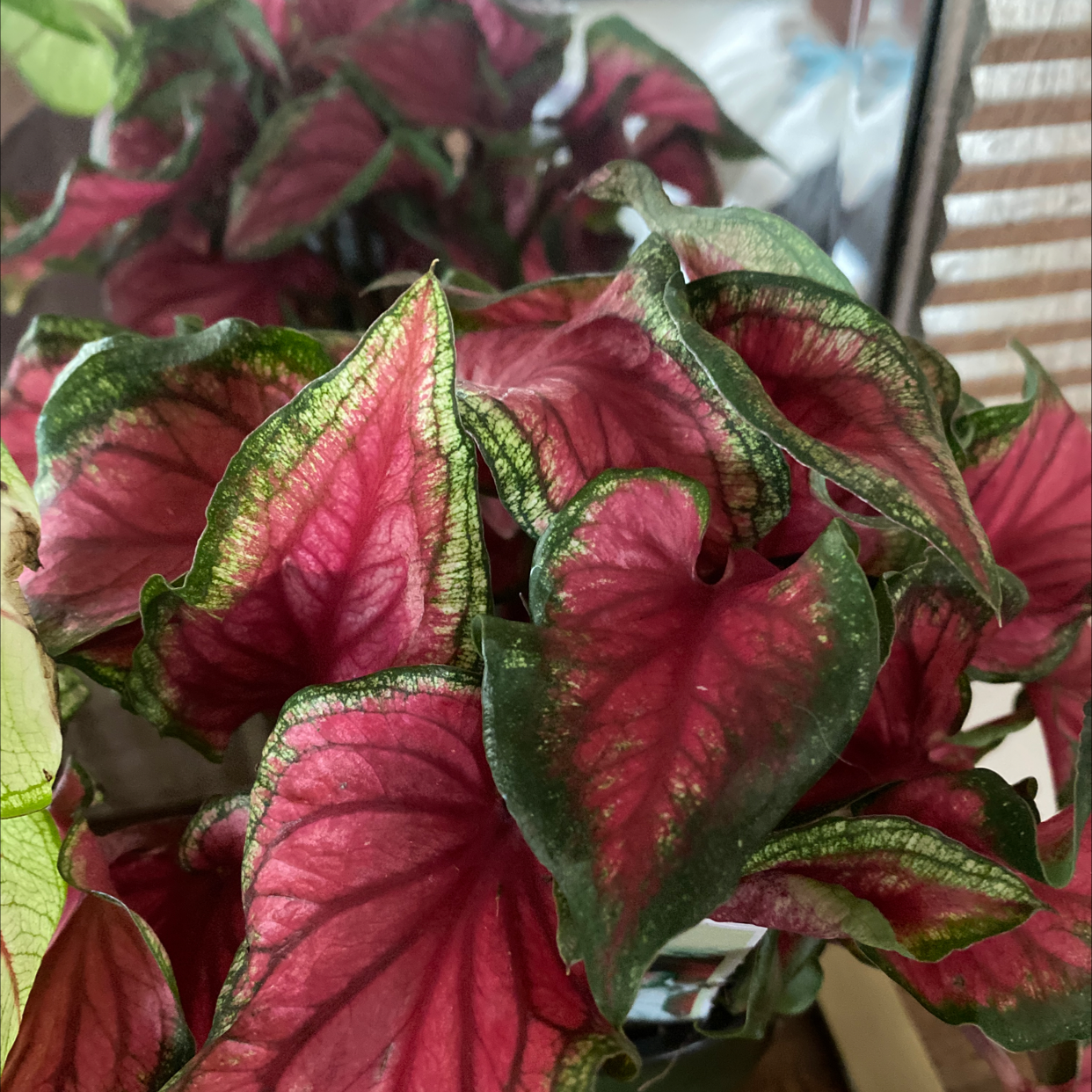 Photo of the plant species Florida Red Ruffle Caladium by Brandi named Emerson on Greg, the plant care app