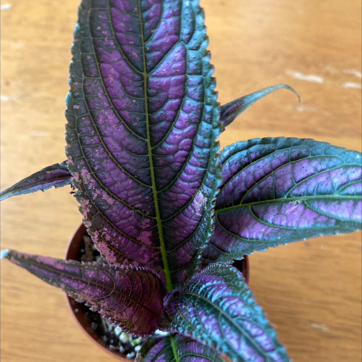 Photo of the plant species Strobilanthes dyerianus by Brandi named Persia on Greg, the plant care app