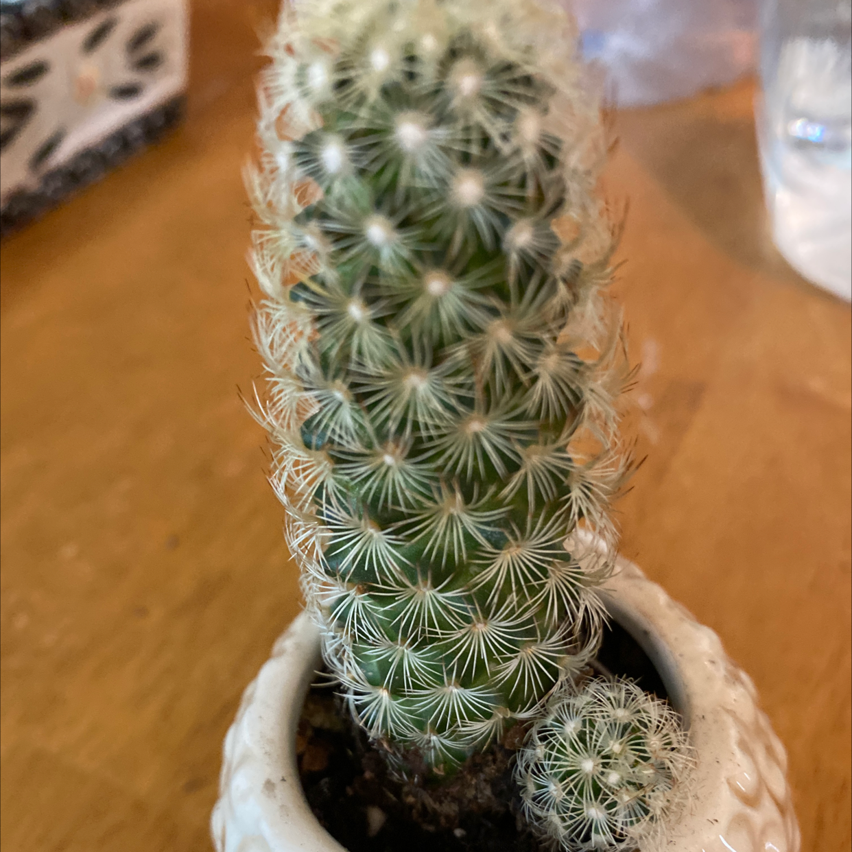 Healthy Lace Hedgehog Cactus with dense white spines in a symmetrical pattern on green columnar body, in a small pot.