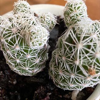 Silver Cluster Cactus plant in Denver, Colorado
