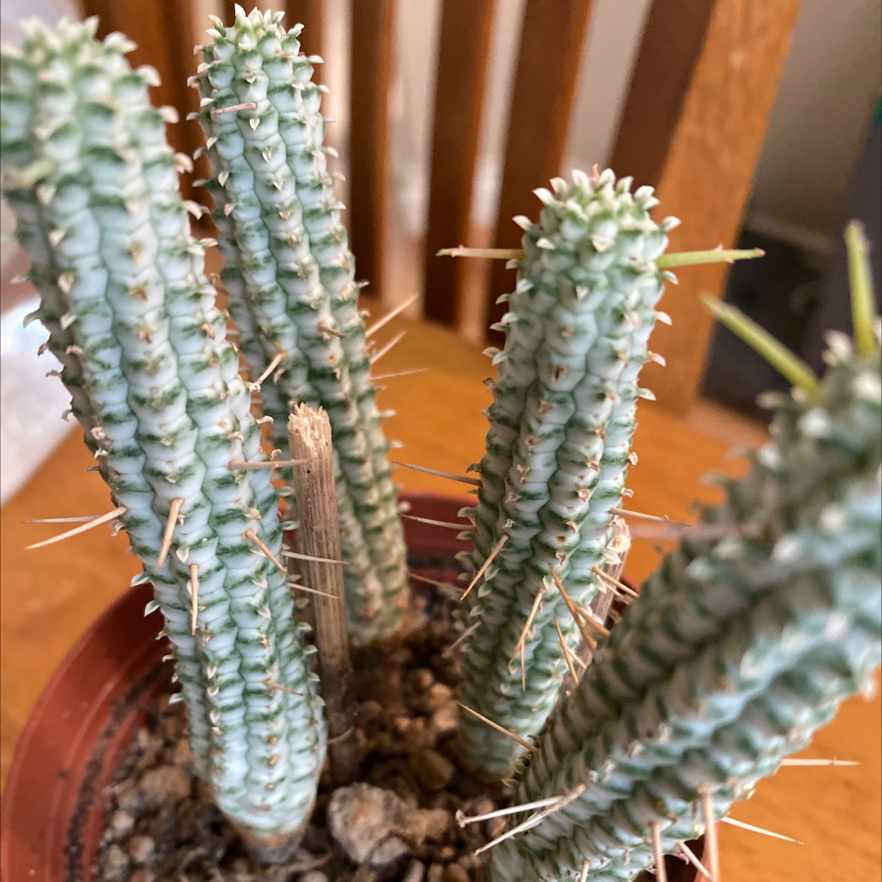 Corncob Cactus with multiple stems in a pot, soil visible.