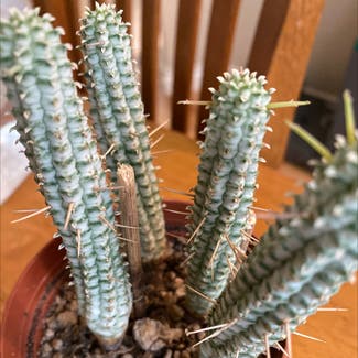 Corncob Cactus plant in Denver, Colorado