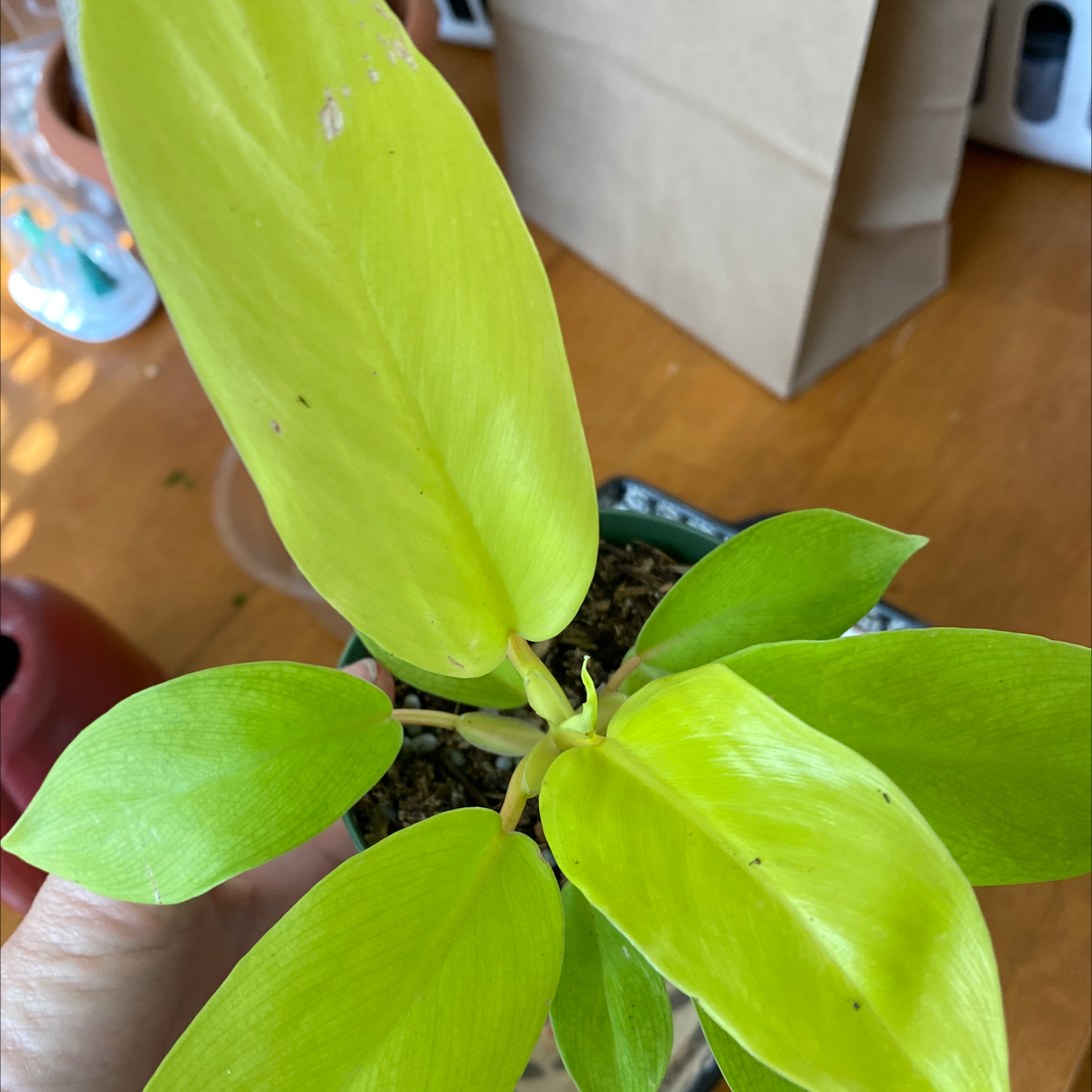 Philodendron 'Moonlight' plant with bright green leaves, visible soil, and a hand holding it.
