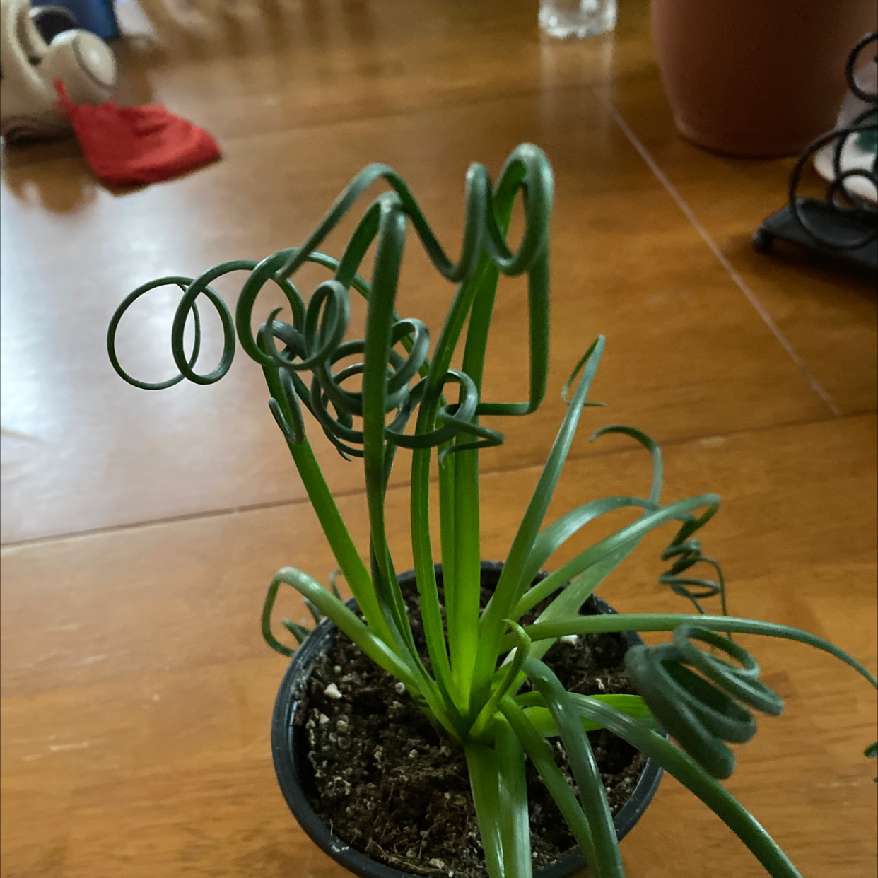 Frizzle Sizzle plant with curly green leaves in a pot on a wooden table.