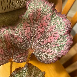 Rex Begonia plant in Denver, Colorado