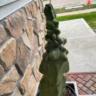 Totem Pole Cactus plant in Denver, Colorado