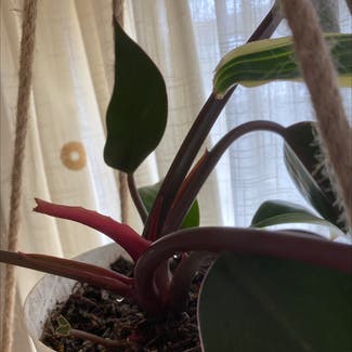 Blushing Philodendron plant in Denver, Colorado