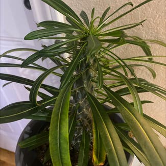 Madagascar Palm plant in Denver, Colorado