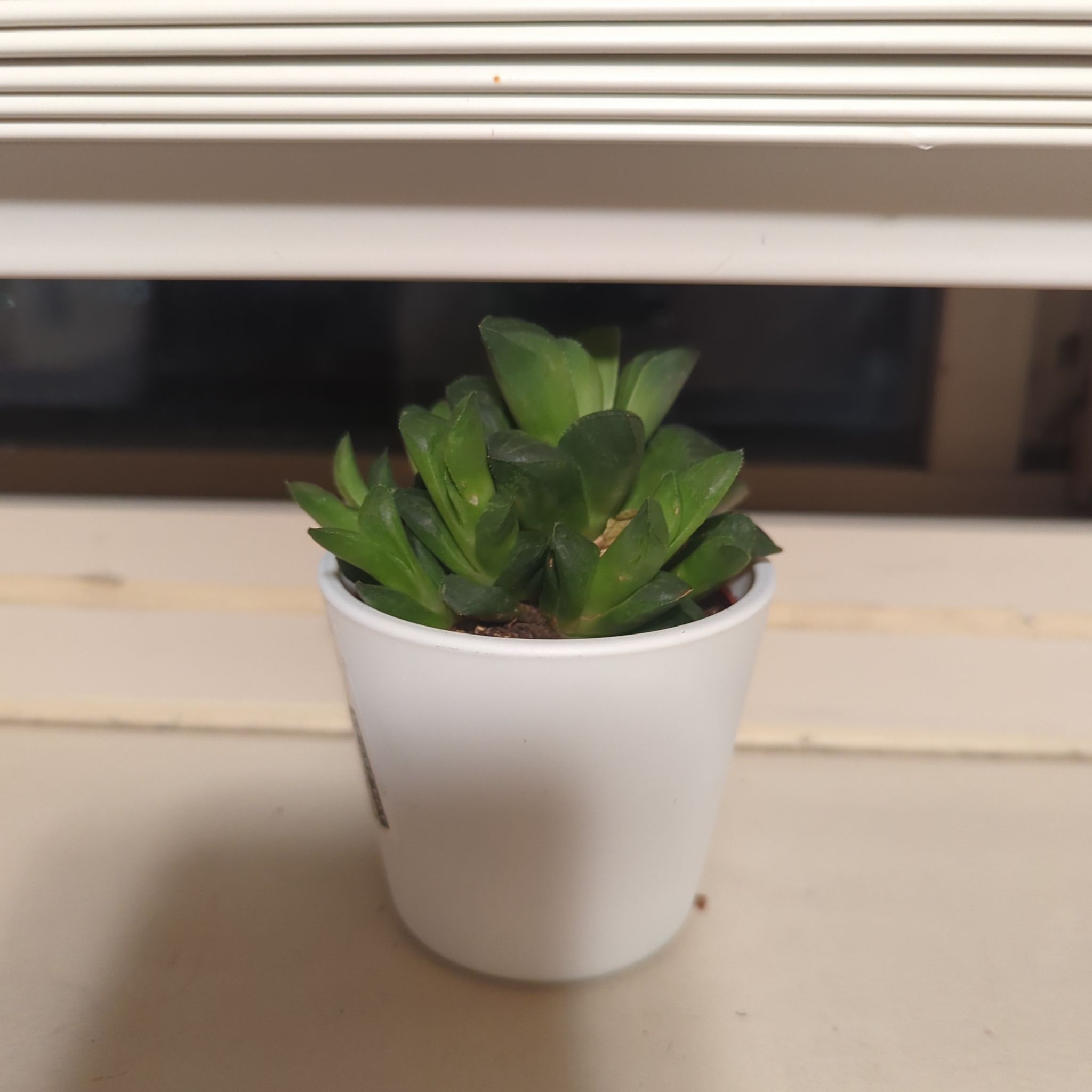 Photo of the plant species Horse's Teeth Haworthia by @PlantDreams named Bigleef Smalls on Greg, the plant care app