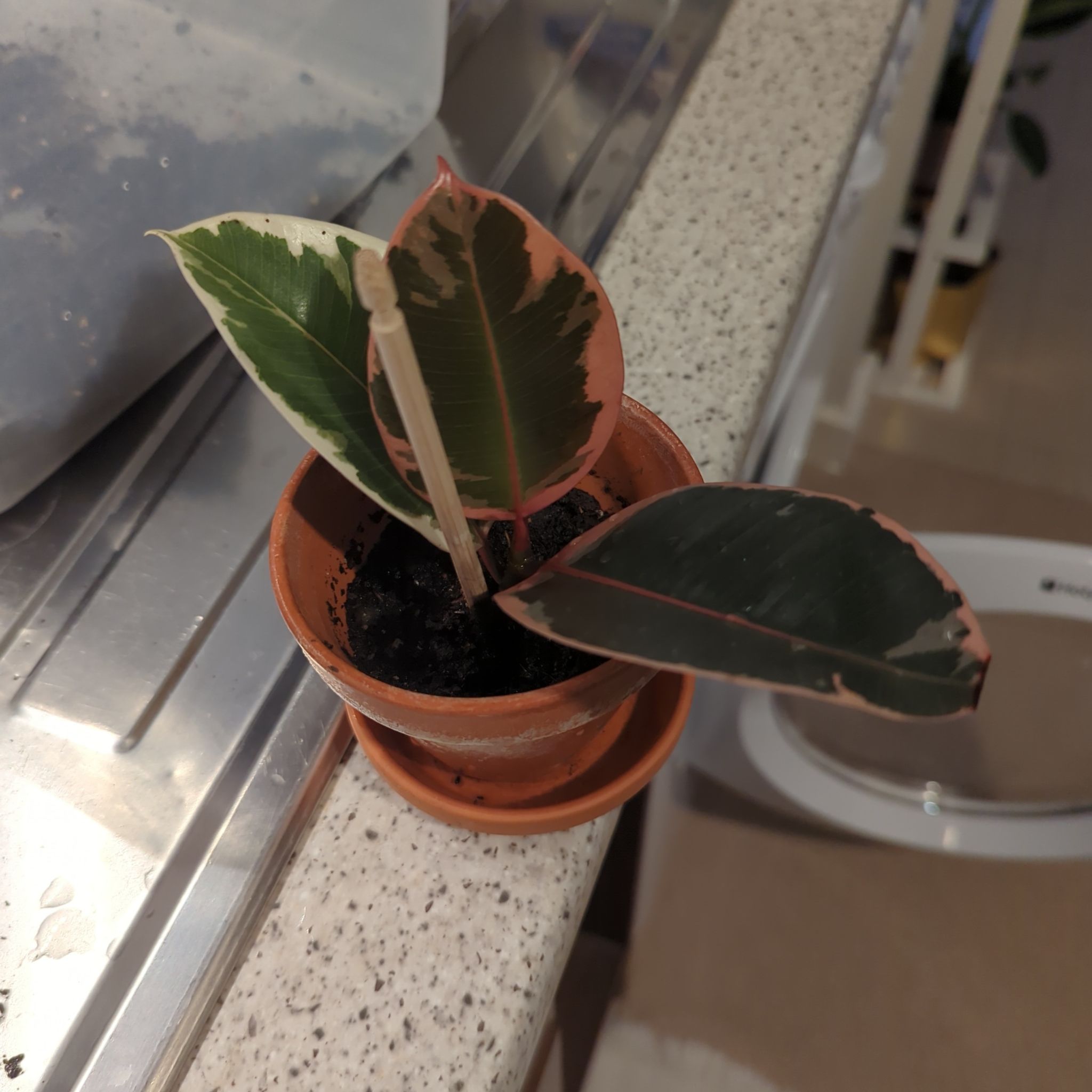 Photo of the plant species Rubber Plant by @SereneSeagrapes named Ruby on Greg, the plant care app
