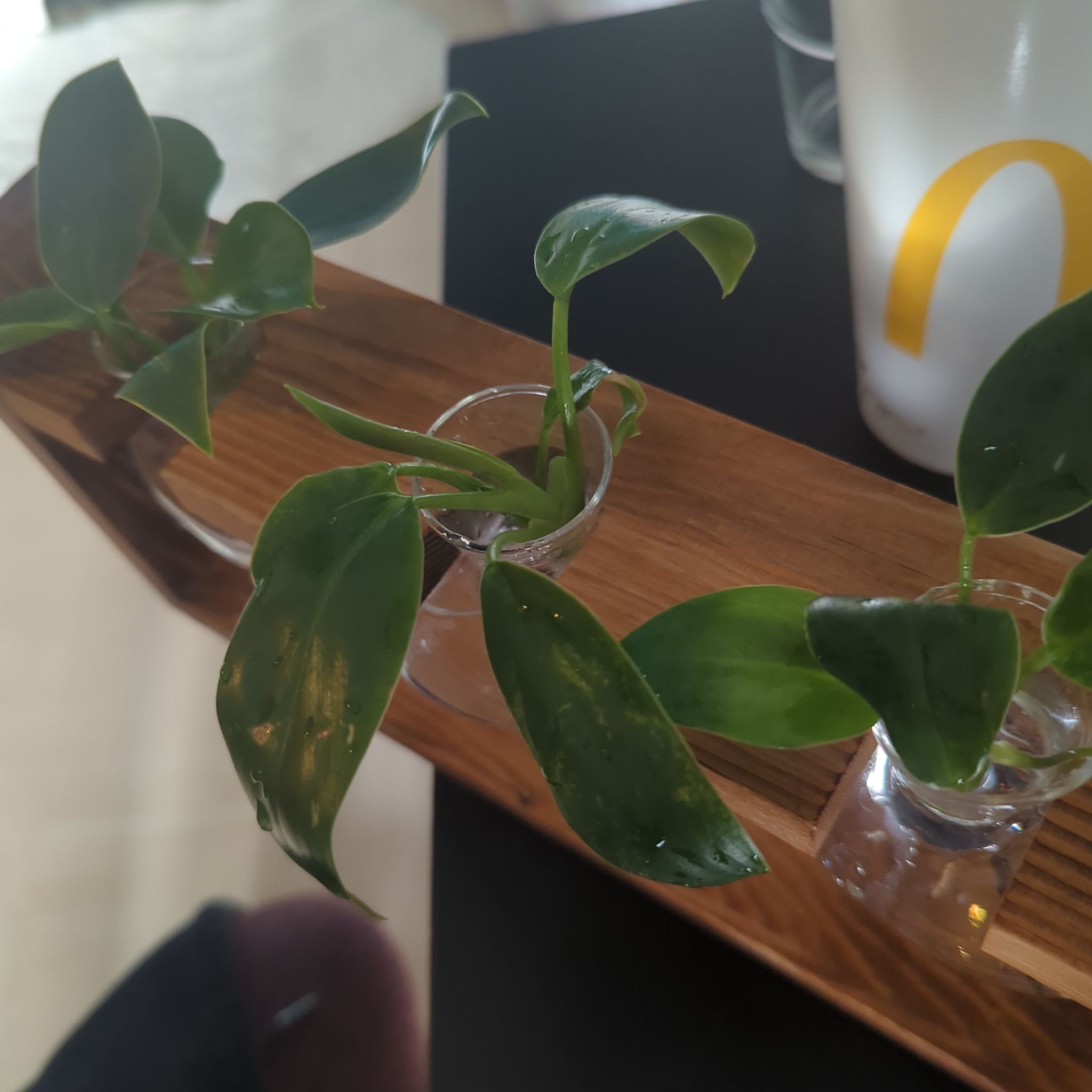 Photo of the plant species Philodendron 'Golden Princess' by @SereneSeagrapes named Goldie on Greg, the plant care app