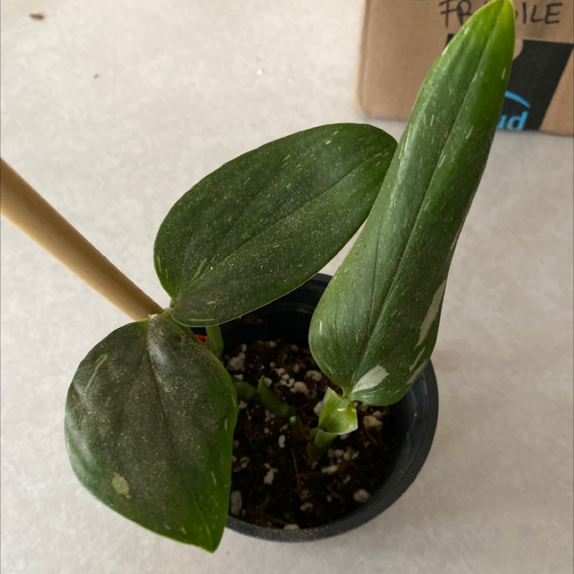 Monstera Cobra plant in a small pot with visible soil and two main leaves.