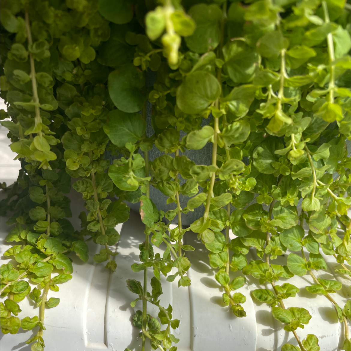 Healthy Creeping Jenny plant with vibrant green leaves cascading down.