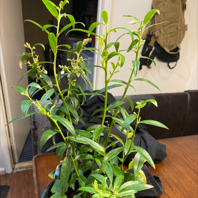 Photo of the plant species American Blueberry by @Savannahteal named Pink lemonade blueberry on Greg, the plant care app