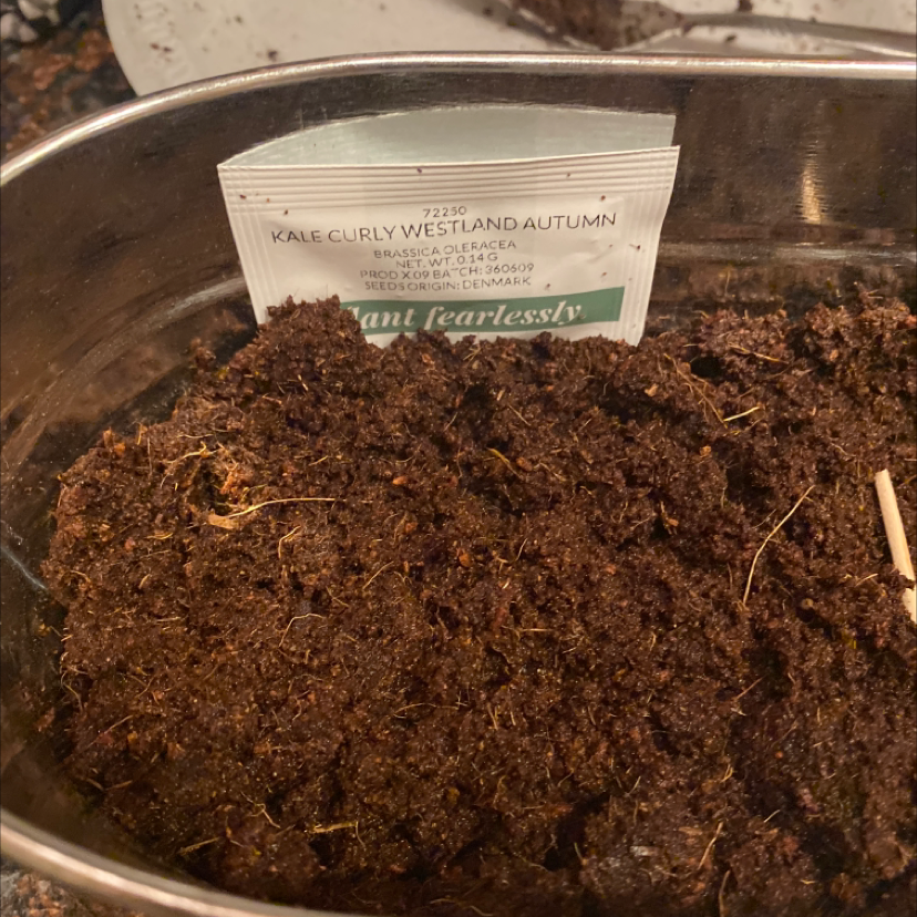 A metal pot filled with potting soil and a plant tag for kale, but no visible plant growth yet.