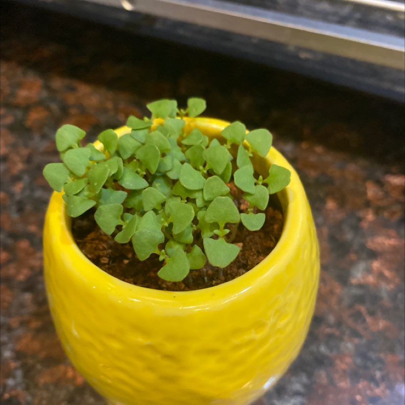 Small Lemon Balm plant in a yellow pot with healthy green leaves and visible soil.