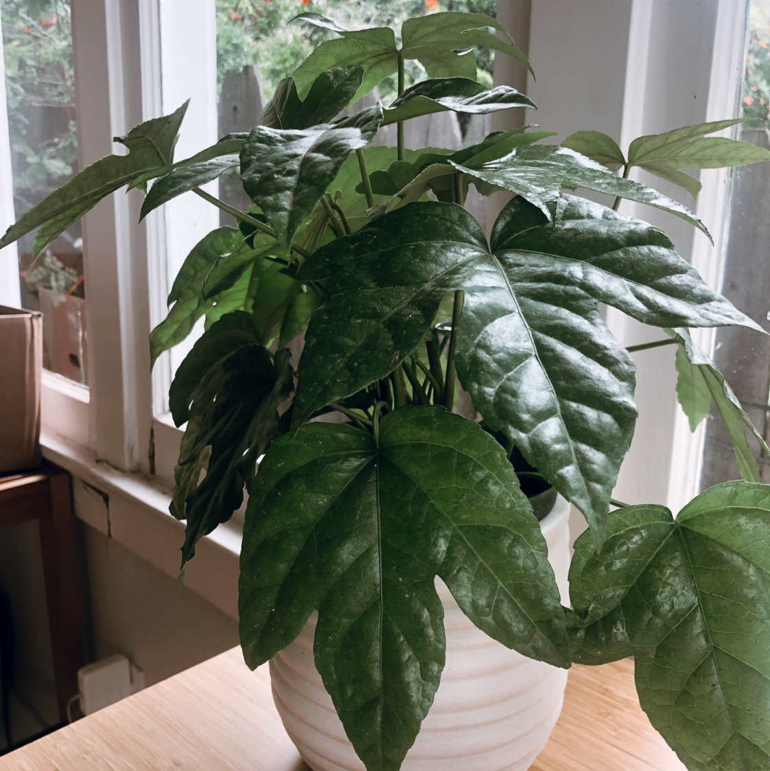 Healthy Fatsia plant indoors near a window with large, glossy green leaves.