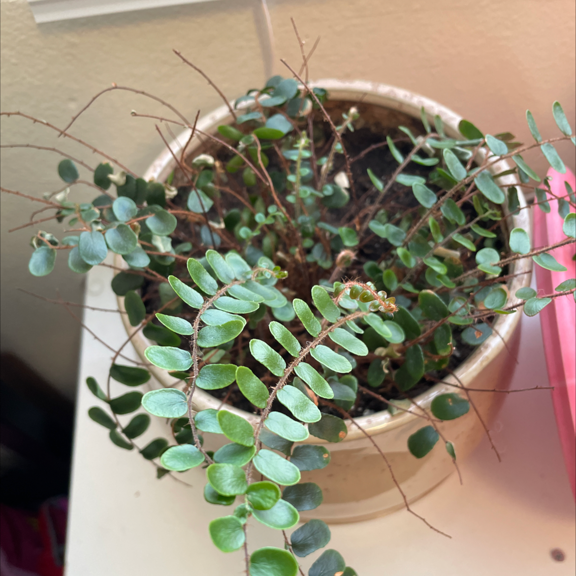 Pellaea rotundifolia plant in a pot with visible soil and healthy green leaves.
