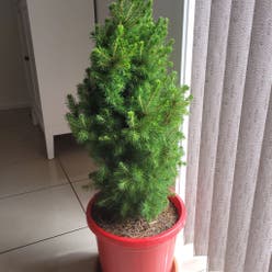 Picea glauca plant