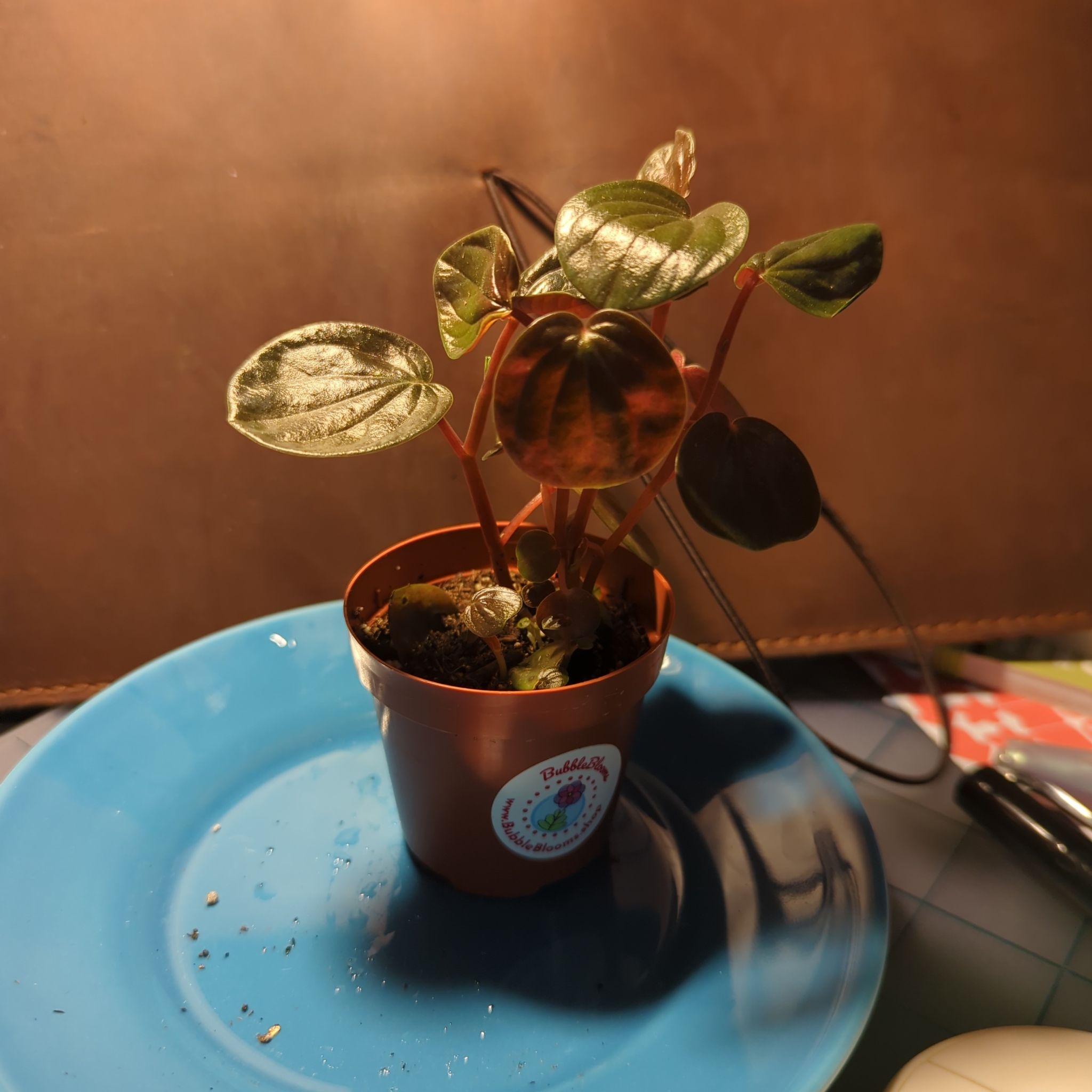 Photo of the plant species Peperomia 'rugosa' by @LuxurySnowpeas named Peperomia Rugosa on Greg, the plant care app