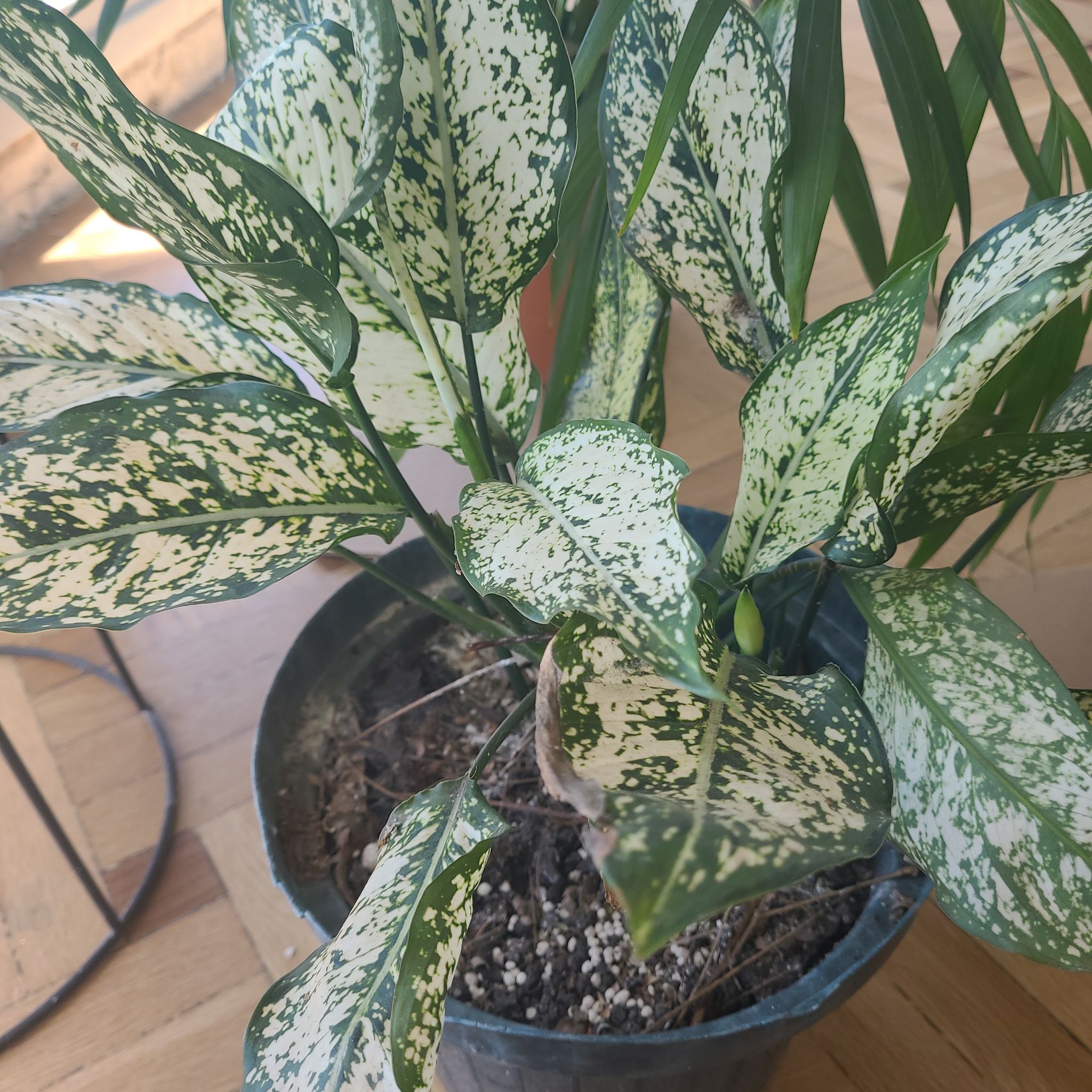 Aglaonema 'Spring Snow' plant with variegated leaves in a pot.