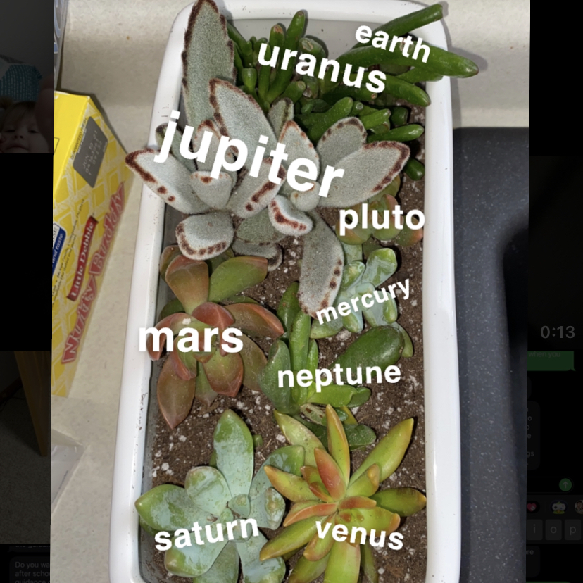 Painted Lady plant photo by @avaqsue named the milky way on Greg, the plant care app.