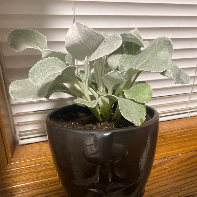 Potted Lamb's Ear plant with soft, fuzzy leaves, placed on a wooden surface.