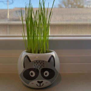 Centipedegrass plant photo by @avaqsue named oscore on Greg, the plant care app.