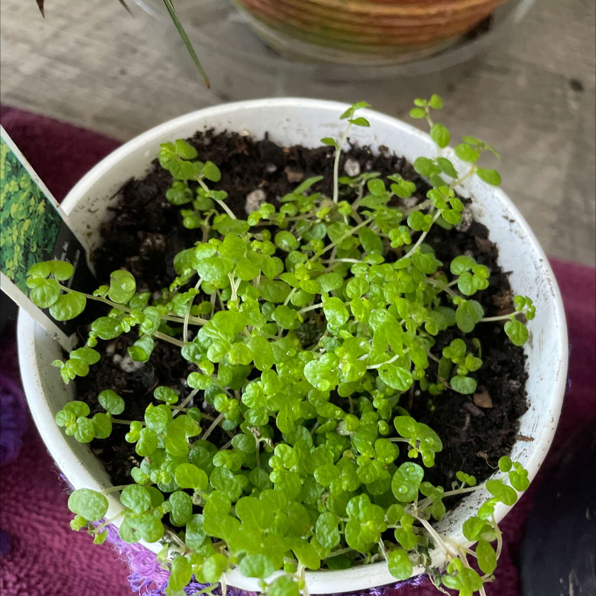 Potted Creeping Jenny plant with vibrant green leaves and visible soil.