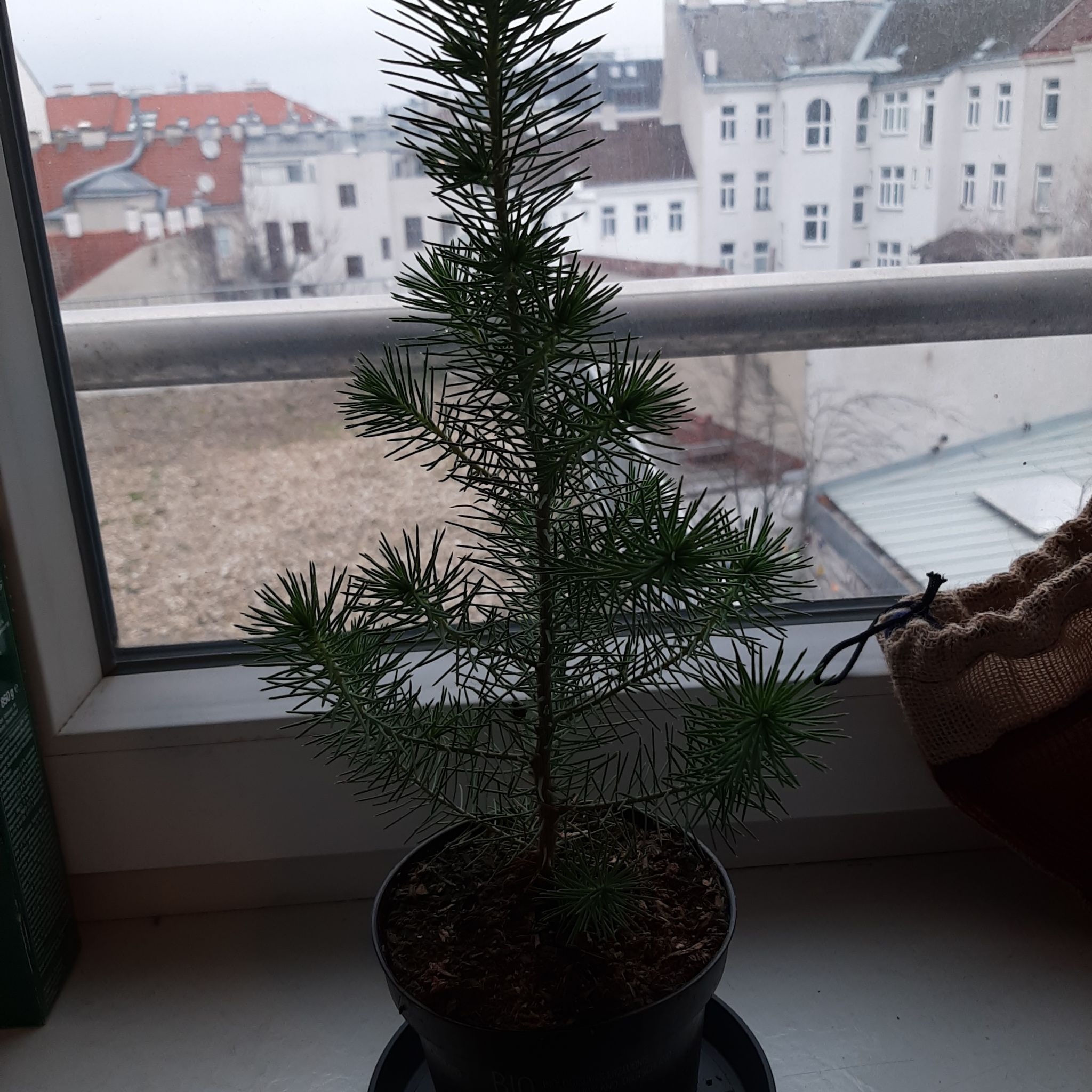 Young Stone Pine plant in a pot on a windowsill with buildings in the background.
