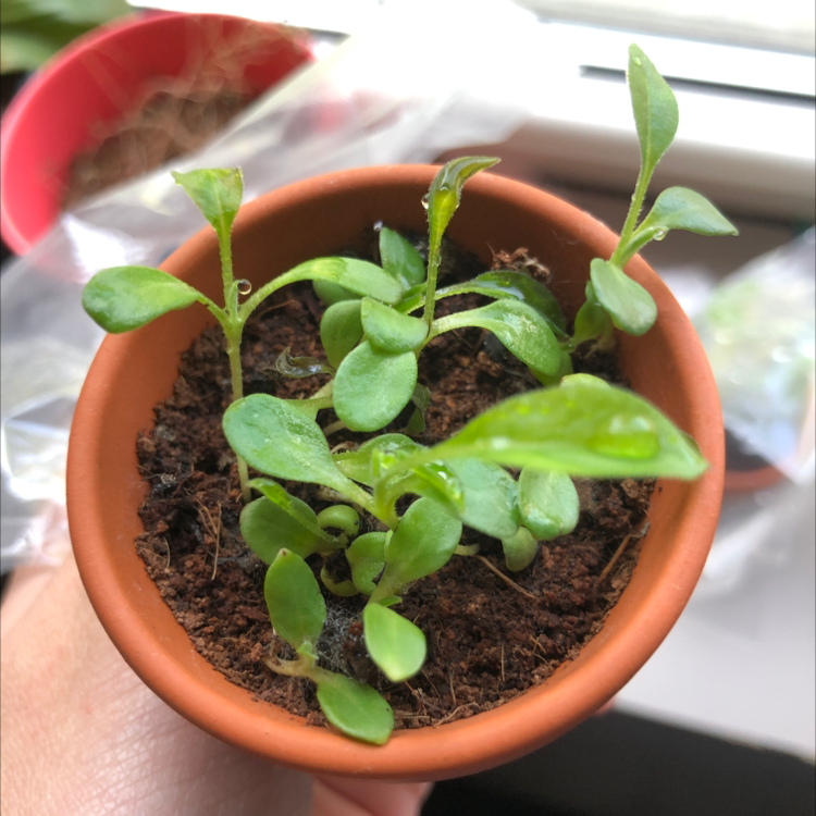 Small potted true Forget-Me-Not plant with green leaves and visible soil.