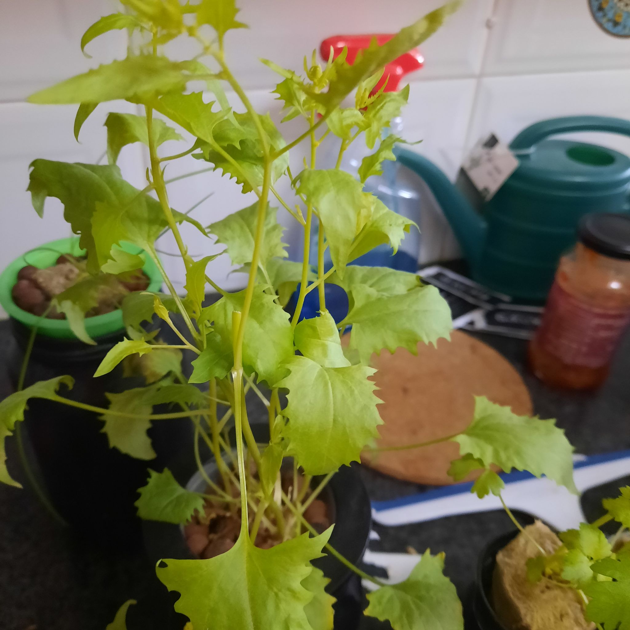Photo of the plant species Strawberry Goosefoot by @TiptopCalethea named Spinach strawberry on Greg, the plant care app