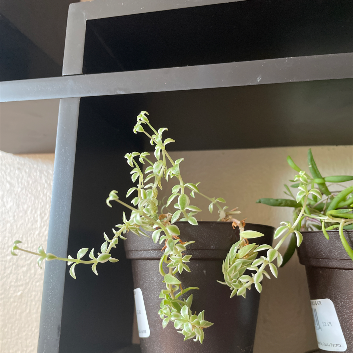 Why Are There Black Spots on My Sedum lineare Leaves?