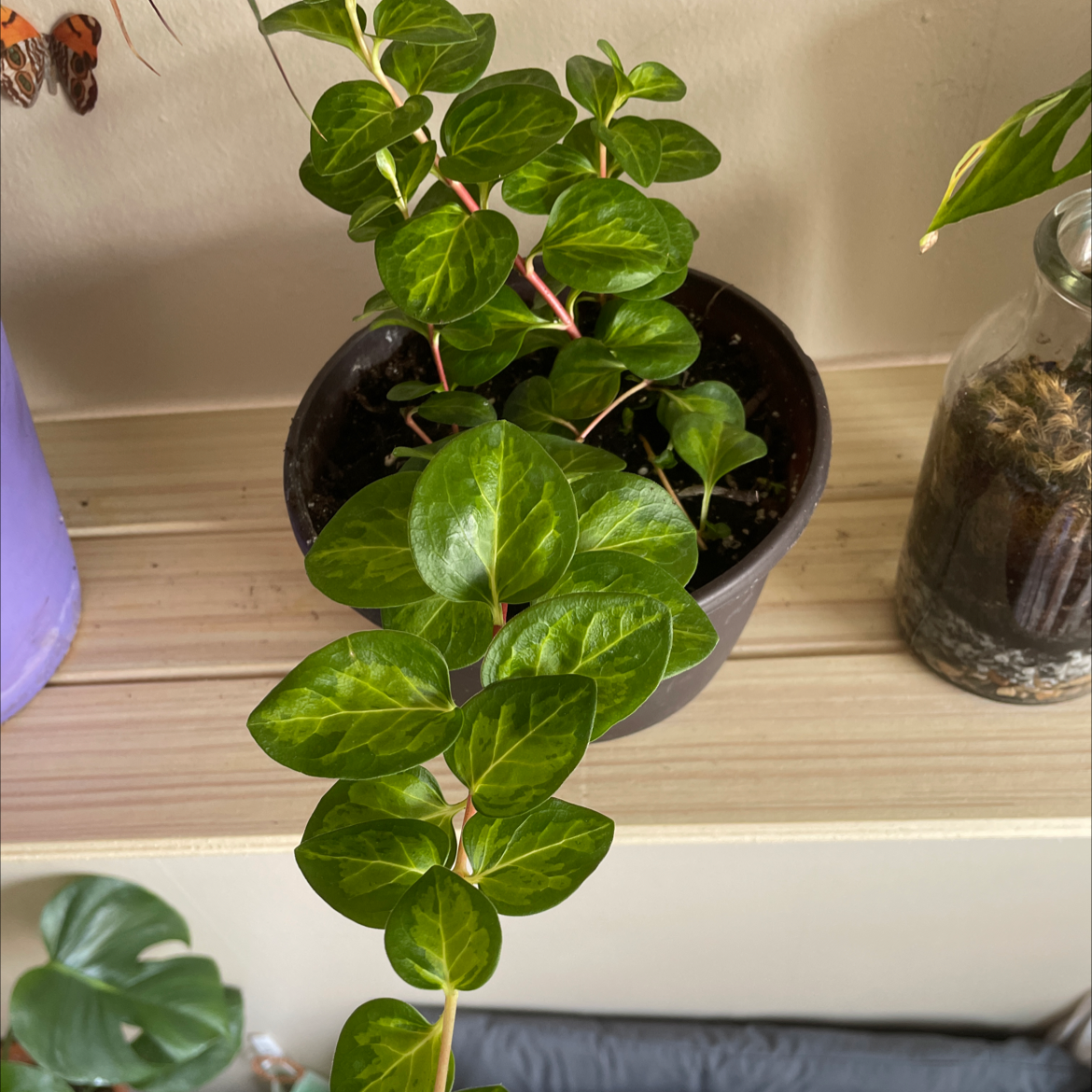 A healthy, vibrant Vinca major plant with lush green oval leaves growing in a black plastic pot, photographed indoors.