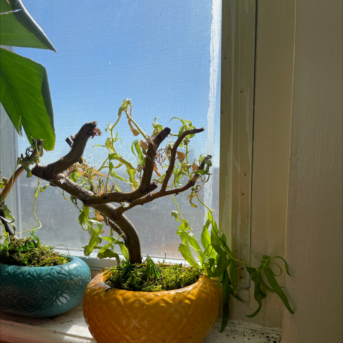 Photo of the plant species Flowering-willow by @lemmeinthemplants named Dorthea on Greg, the plant care app