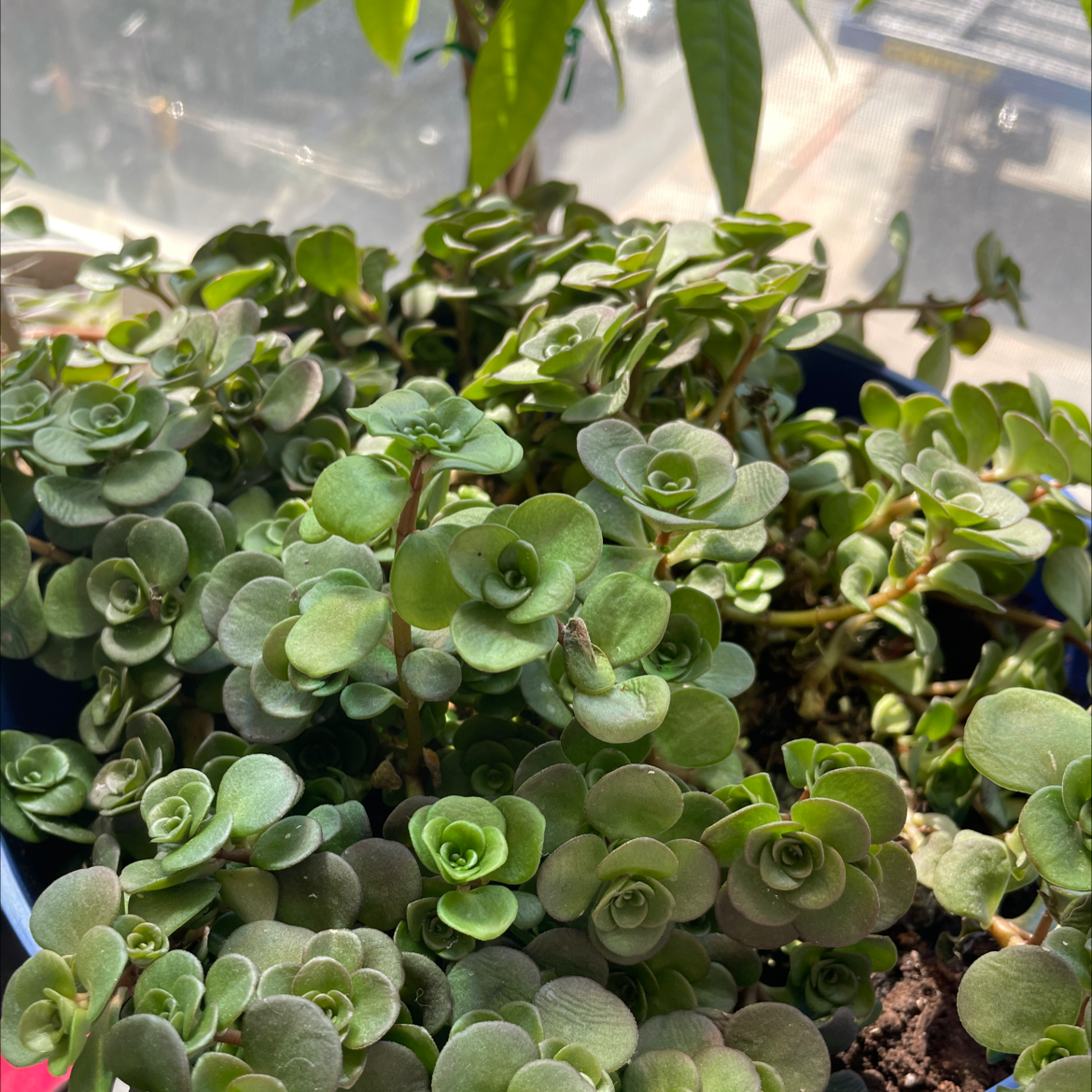 Healthy Two-Row Stonecrop plant with dense, green foliage in a pot.