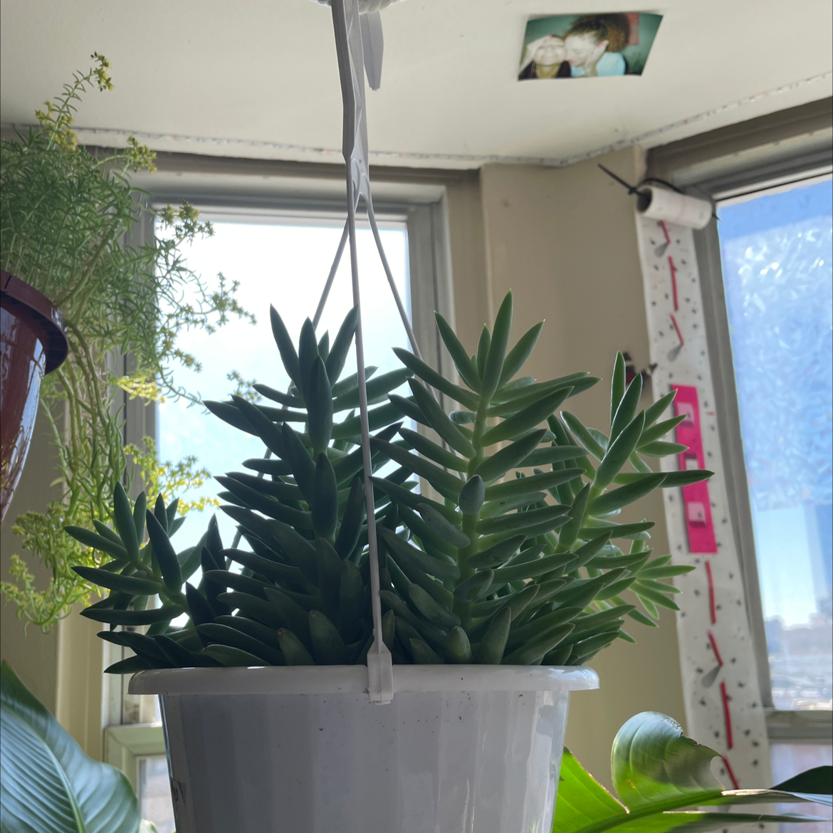 Sedeveria 'Harry Butterfield' plant in a white hanging pot, indoors with other plants in the background.