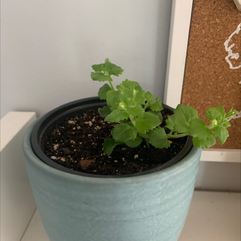 Healthy Bacopa plant in a blue pot with visible soil.