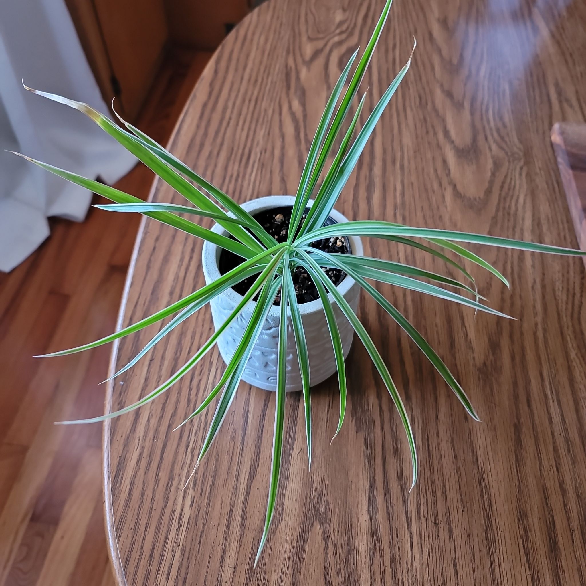 Umbrella Papyrus plant in a pot on a wooden surface with some leaf tips showing slight browning.